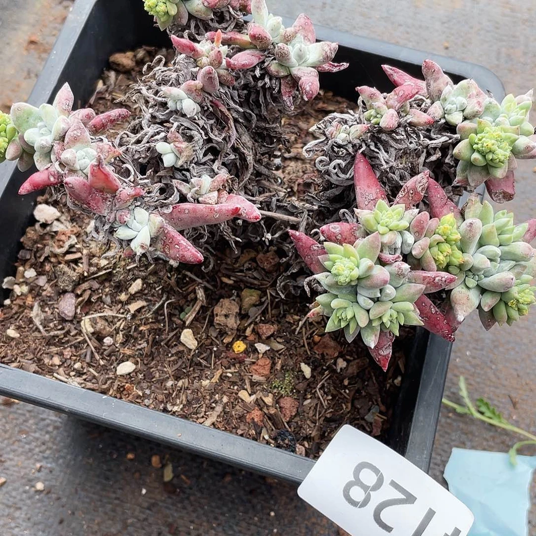 白姆老桩多头4128