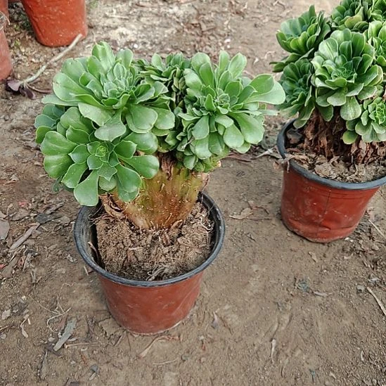 绿羊绒缀加急法师31