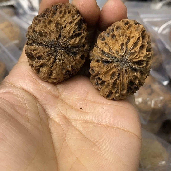 核桃云南铁核桃基地11