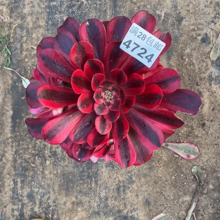 4724南美杜莎多肉植物