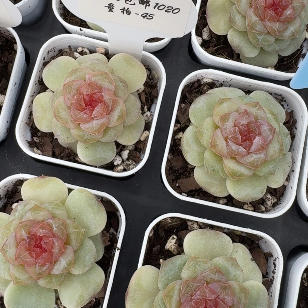 1020-45-红富士单头量拍