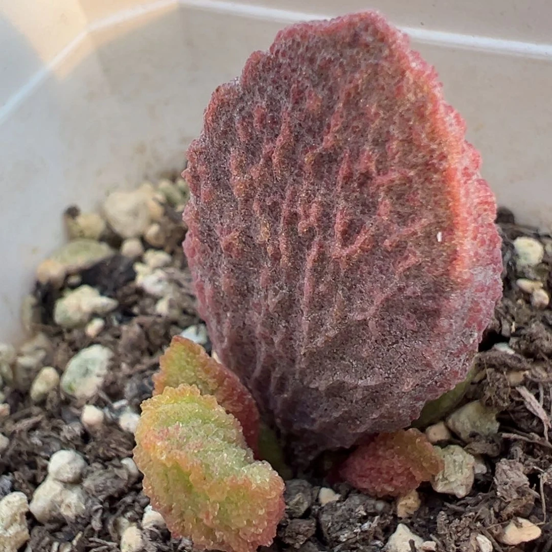 小叶猪舌多肉植物水泡