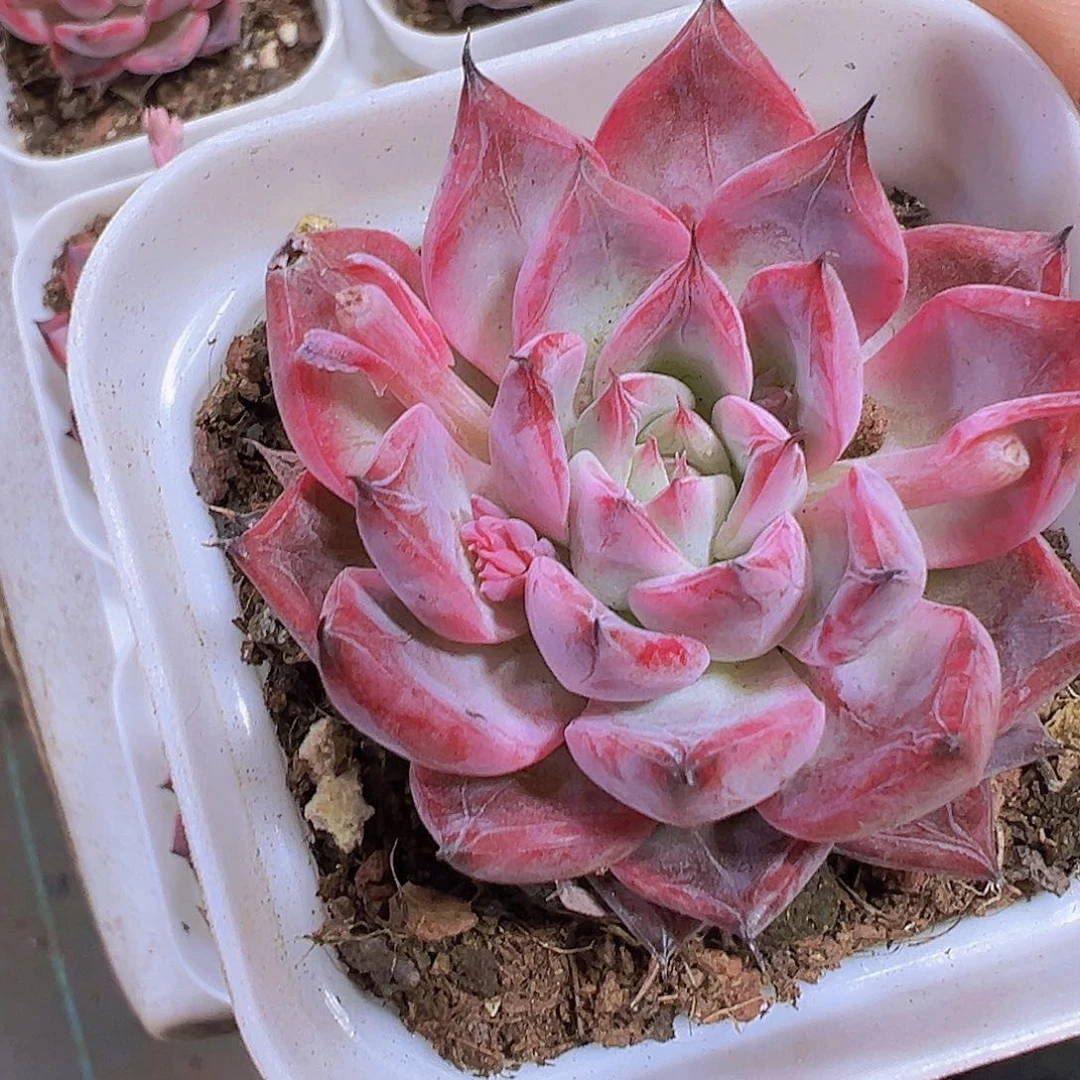 黑天鹅19包邮多肉植物