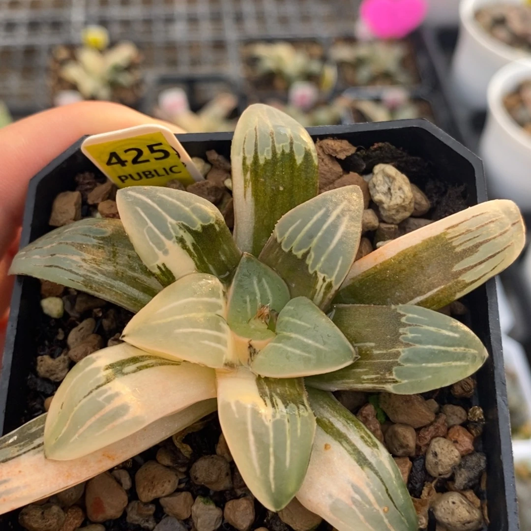 不开花植物425白寡妇