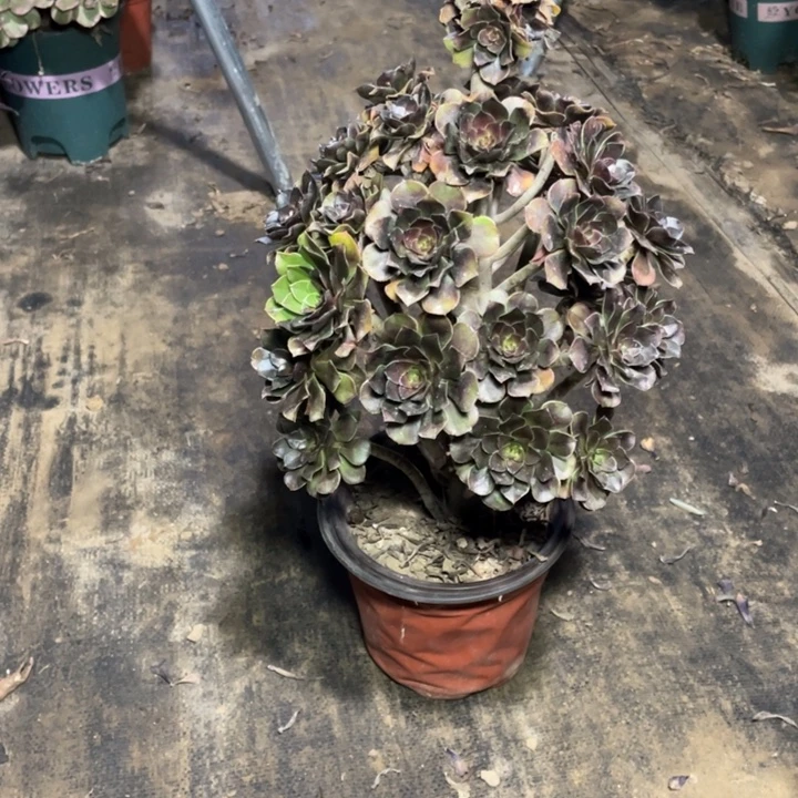 15灰法师多肉多肉植物多肉