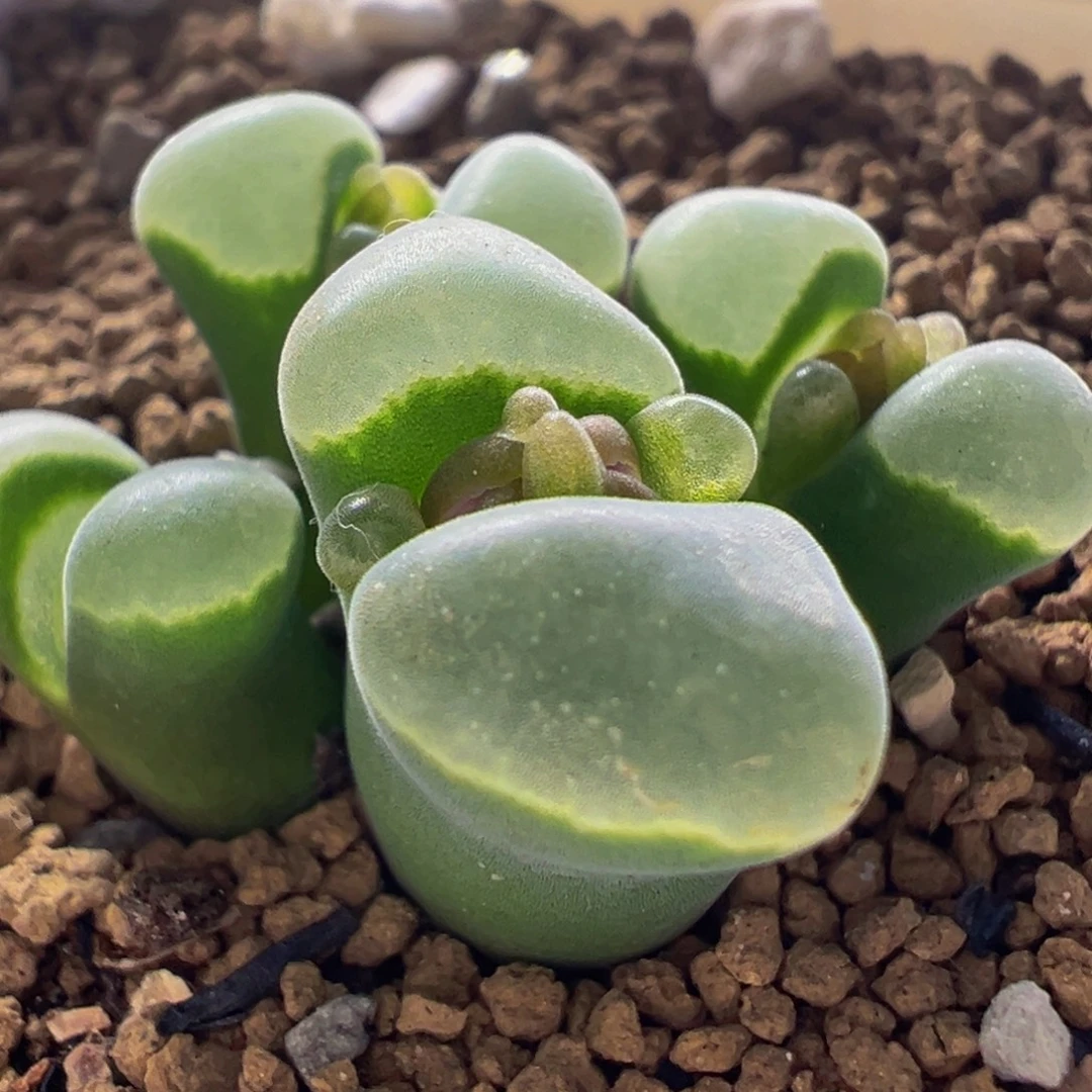 极窗多肉植物带盆
