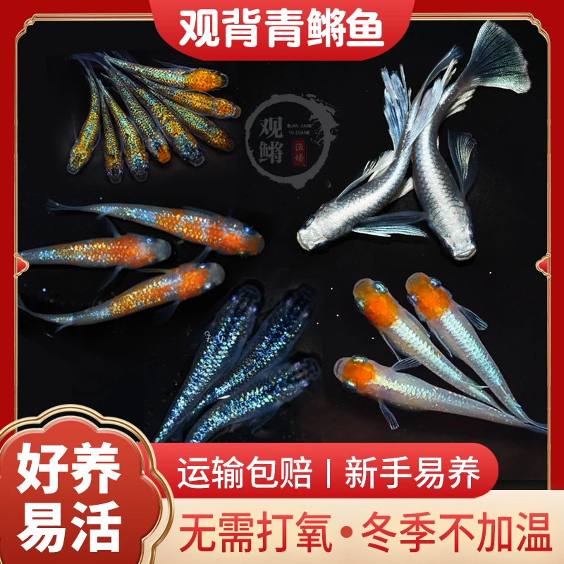 mini小型鱼易活好养小型冷水观赏鱼魔法广温鱼星光观背青鳉不加温