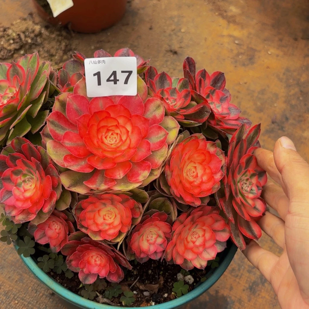 147多肉植物荔枝特价