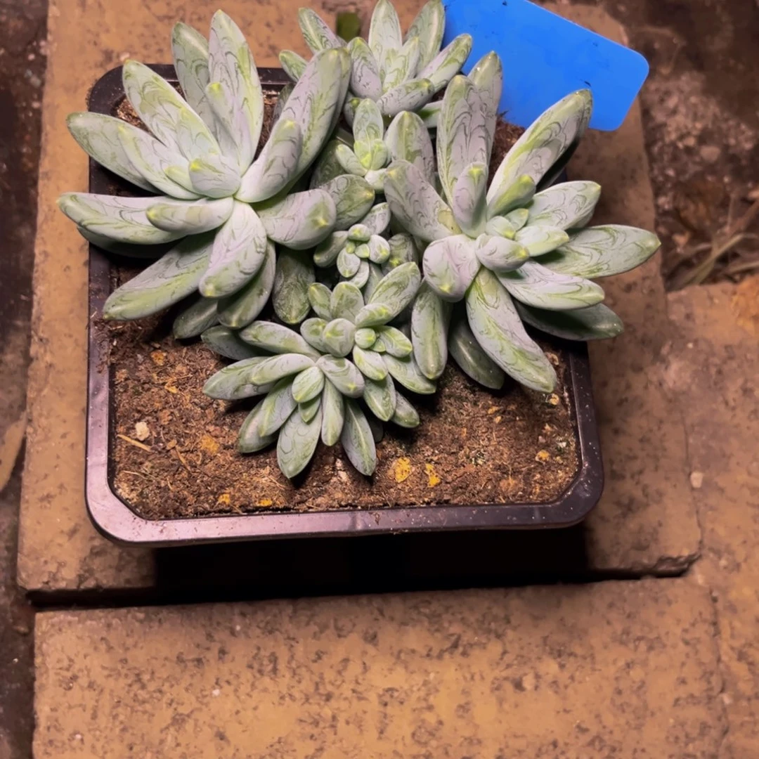 心***晴姐姐的多肉植物群生
