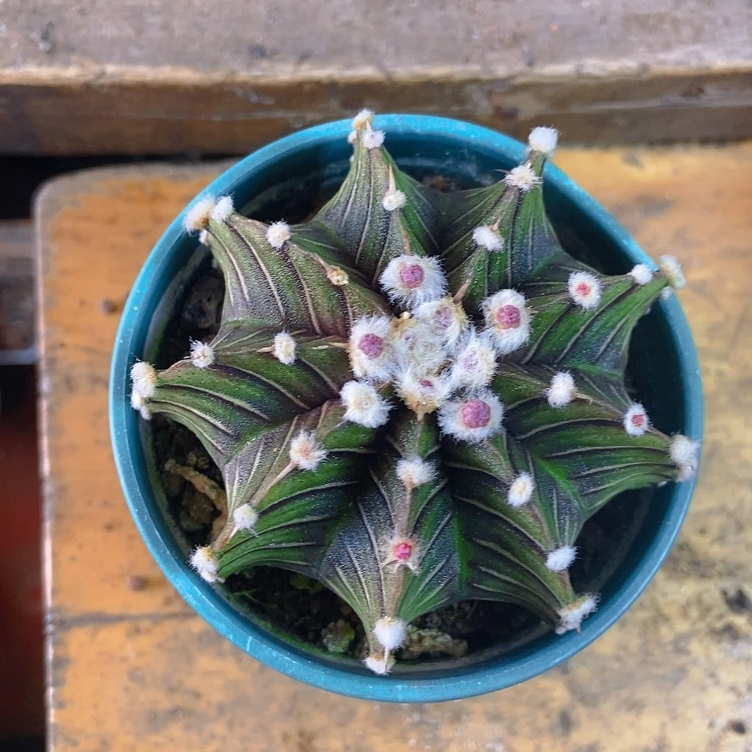 肋骨牡丹一物一拍