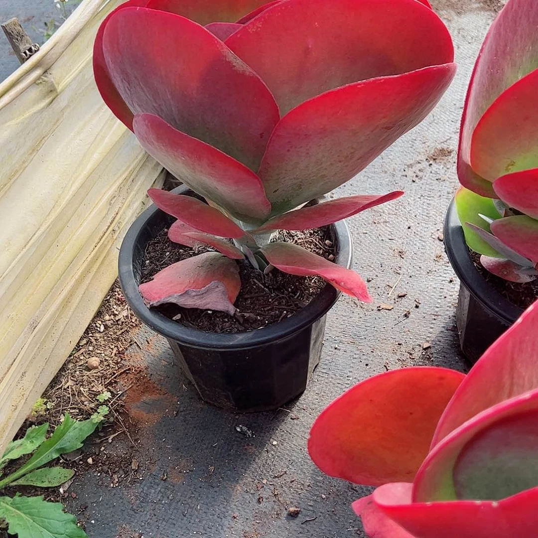 唐印单头大盆多肉