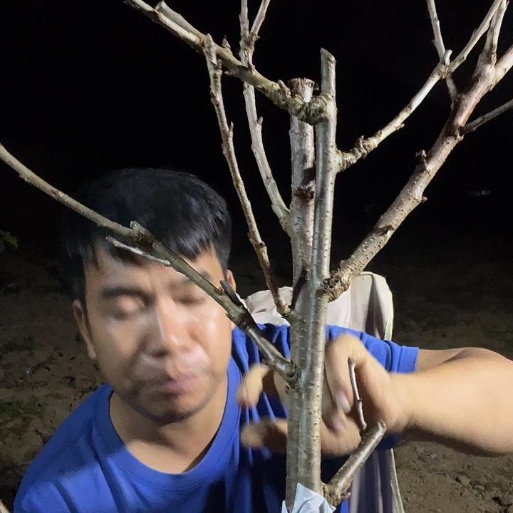 当前无花栽培后可以开花27