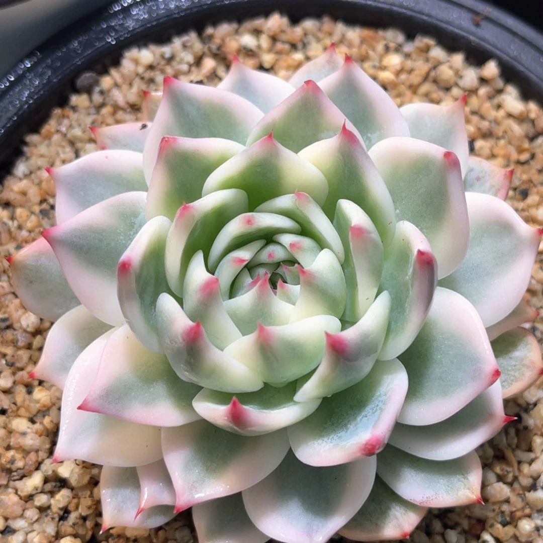 多肉特价吉娃娃锦