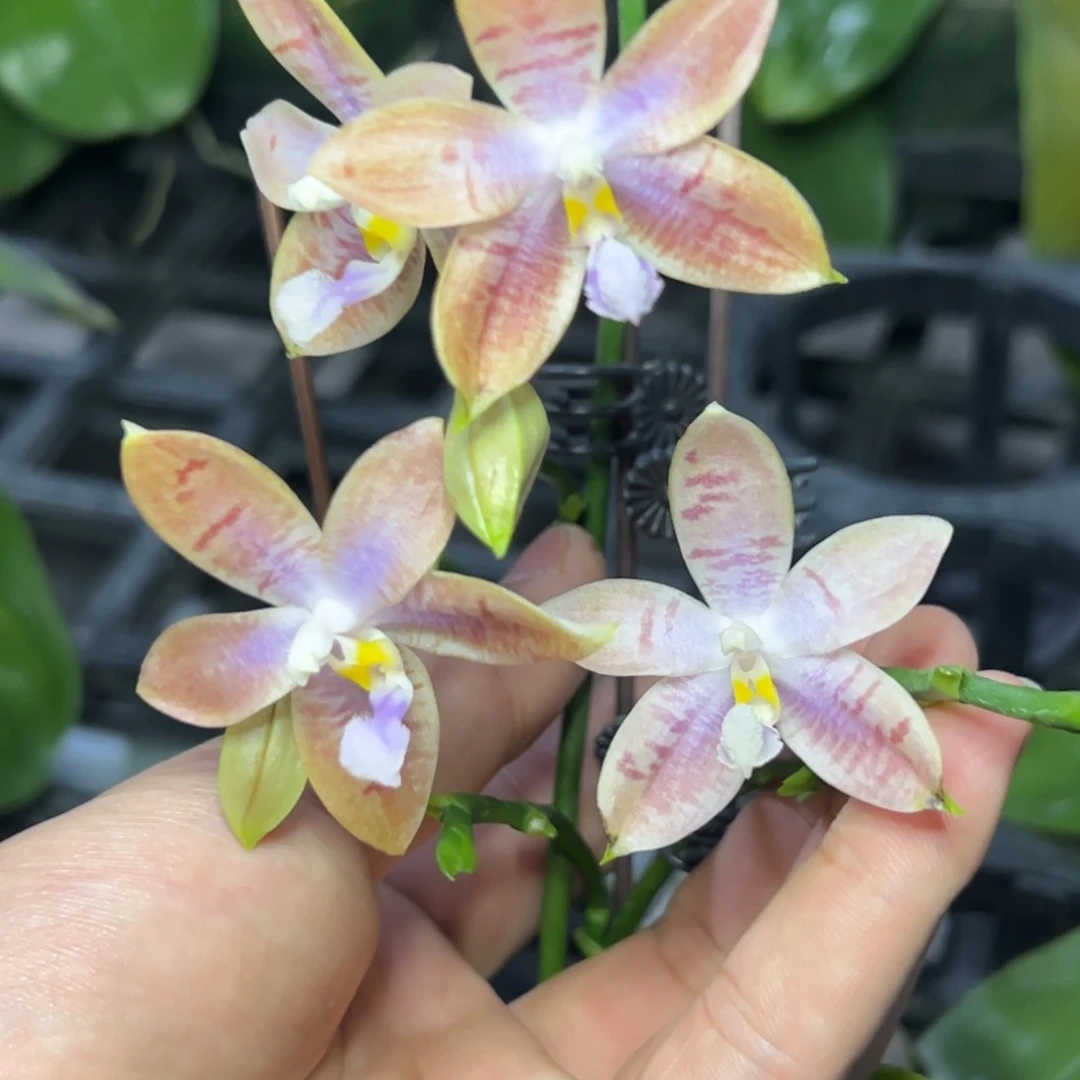 完全开放l280三寸盈收三号