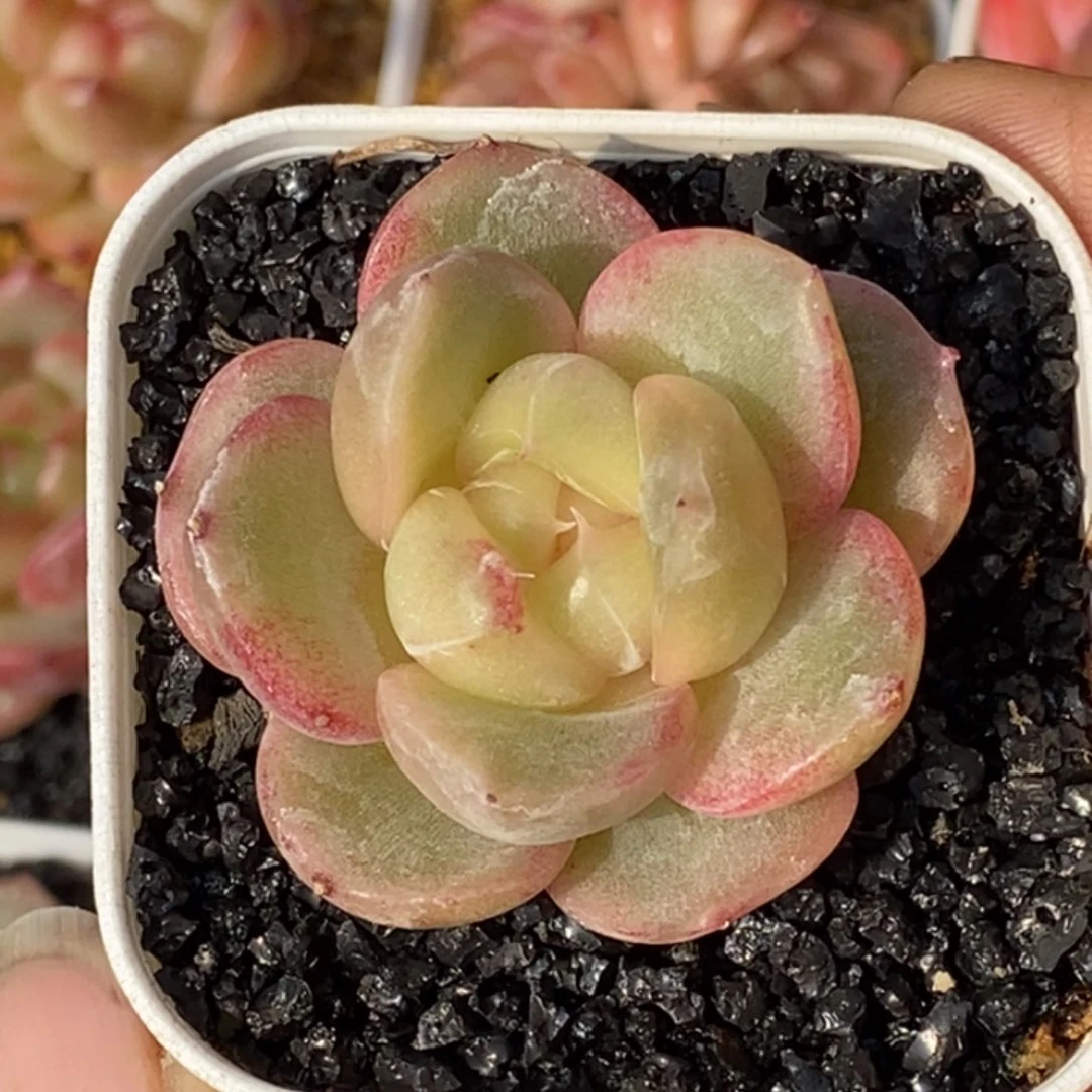 天官赐福百无禁忌