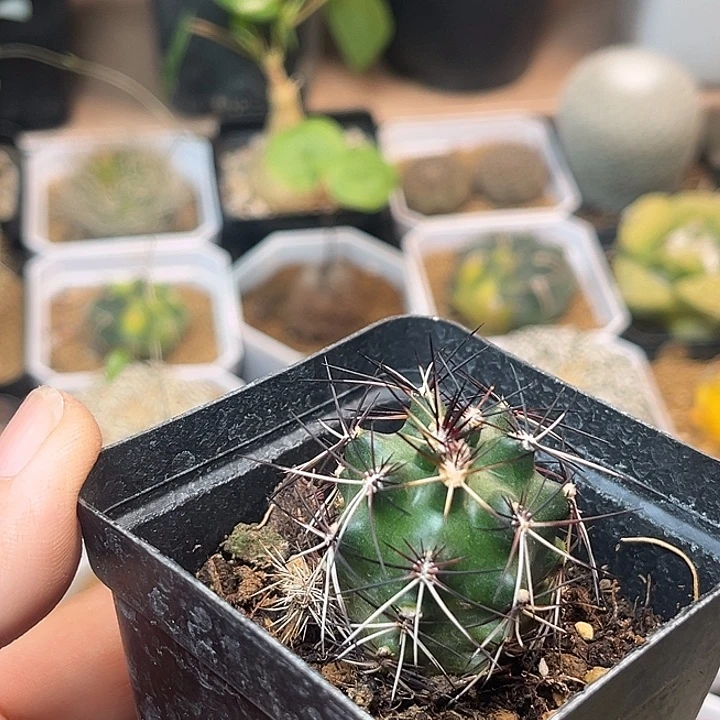 无花朵达氏青花虾实生球