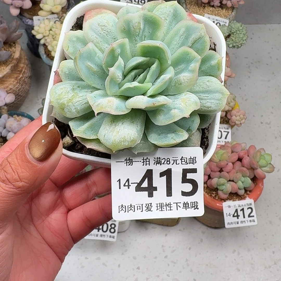 泡泡纱裙无盆土发货无