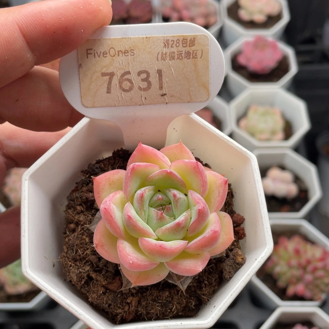 水晶玫瑰7631-4.5厘米
