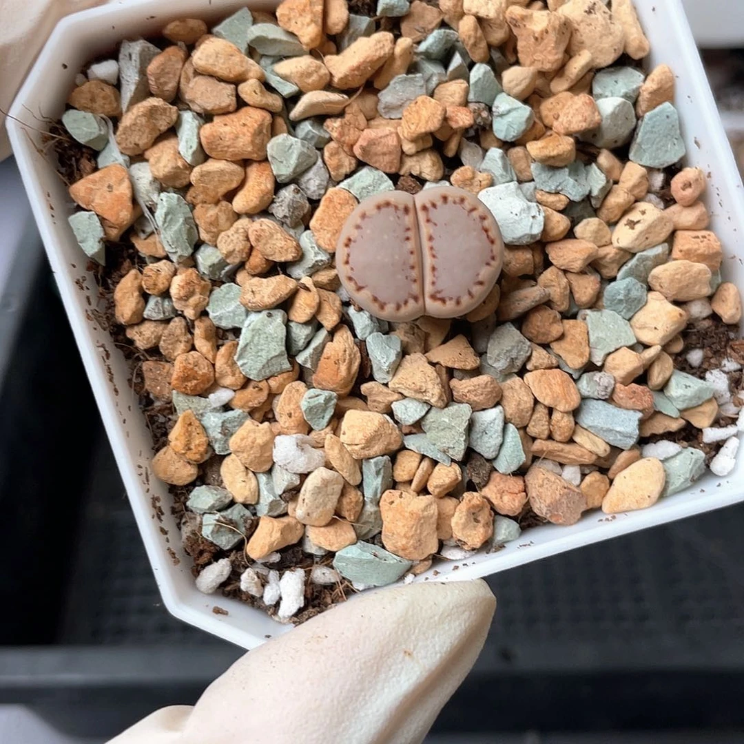 6094大棚清仓甩卖了