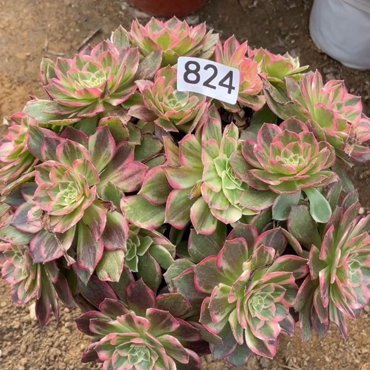 无花朵824多肉植物万花筒