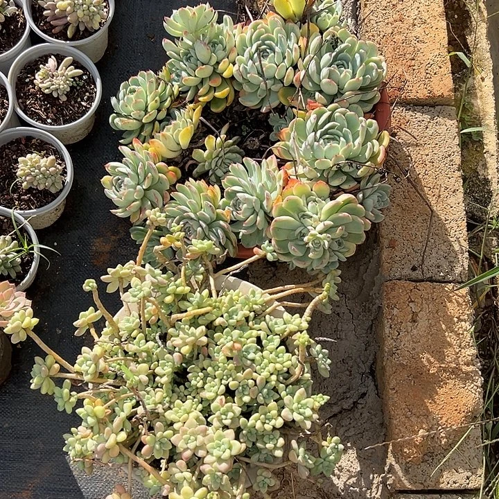 S***l多肉植物实物直播实物37