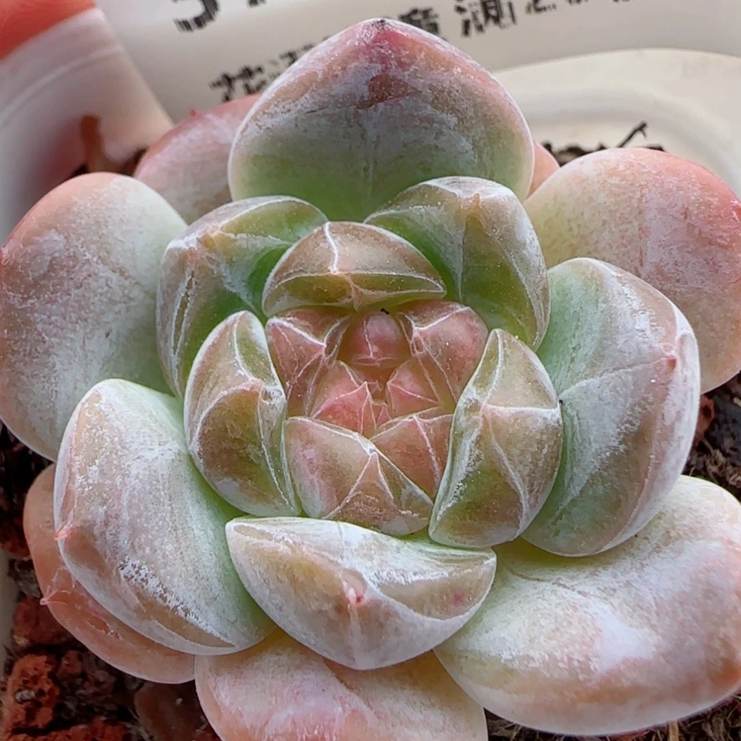 花语逸镜0924-37糖心