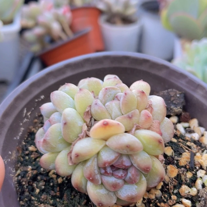 紫心星影多肉植物946