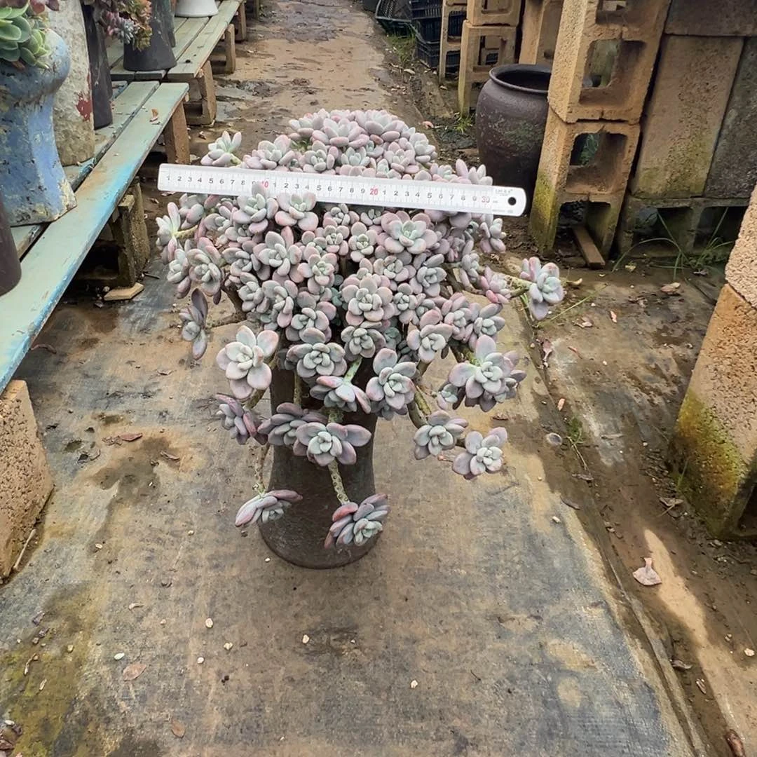 精品红洛神瀑布加盆加运费30元不退不换