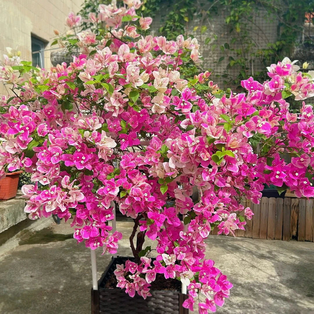 大苗【漳红樱】百变花色，粉，白，粉白相间勤花丰花，四季开三角梅！