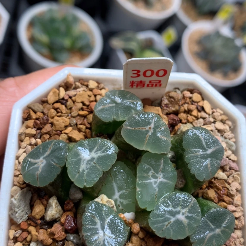 【闪购商品】300万象锦