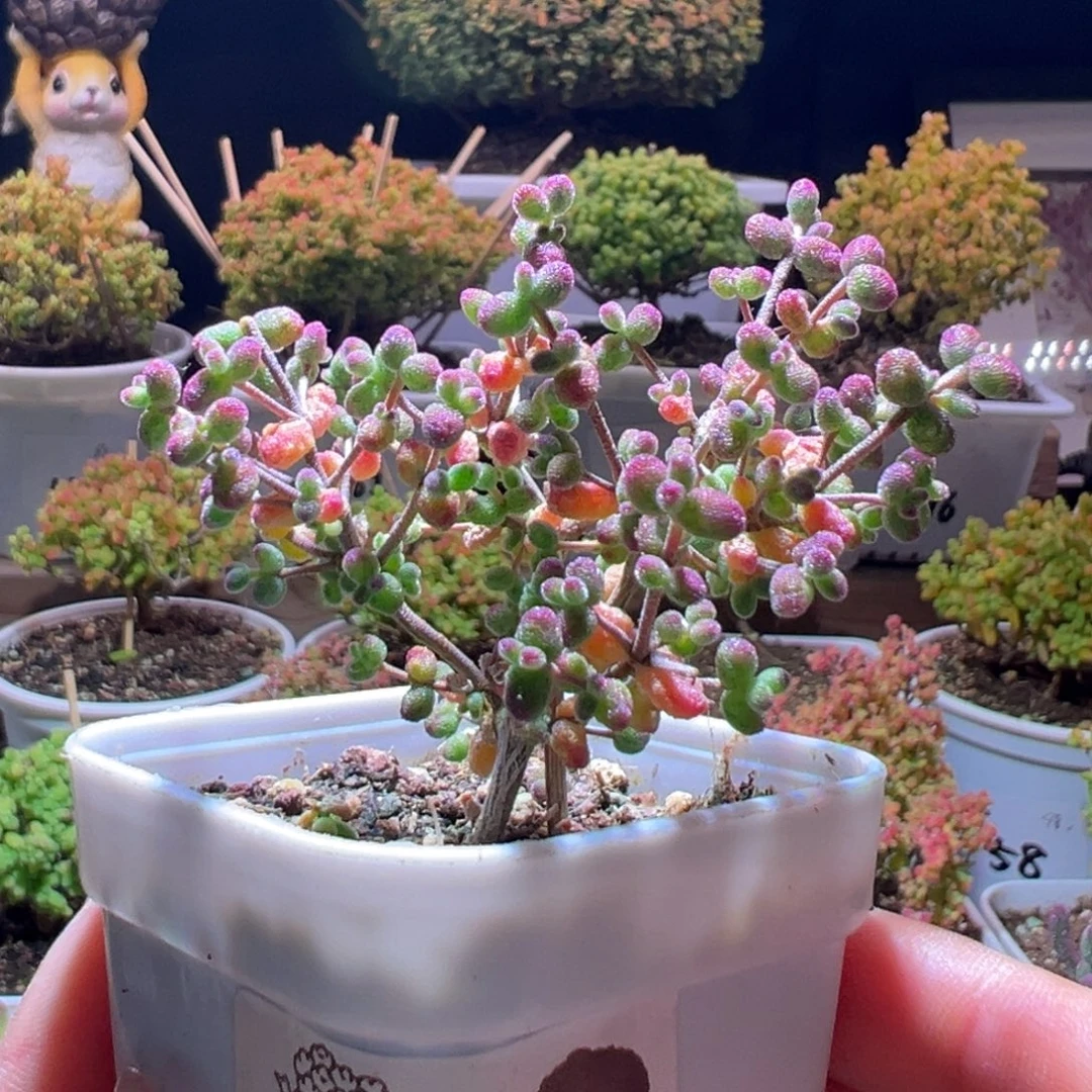 587花斑露一物一拍带盆土发货