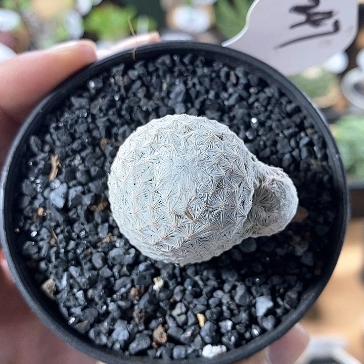实生白鸟247号3.8cm