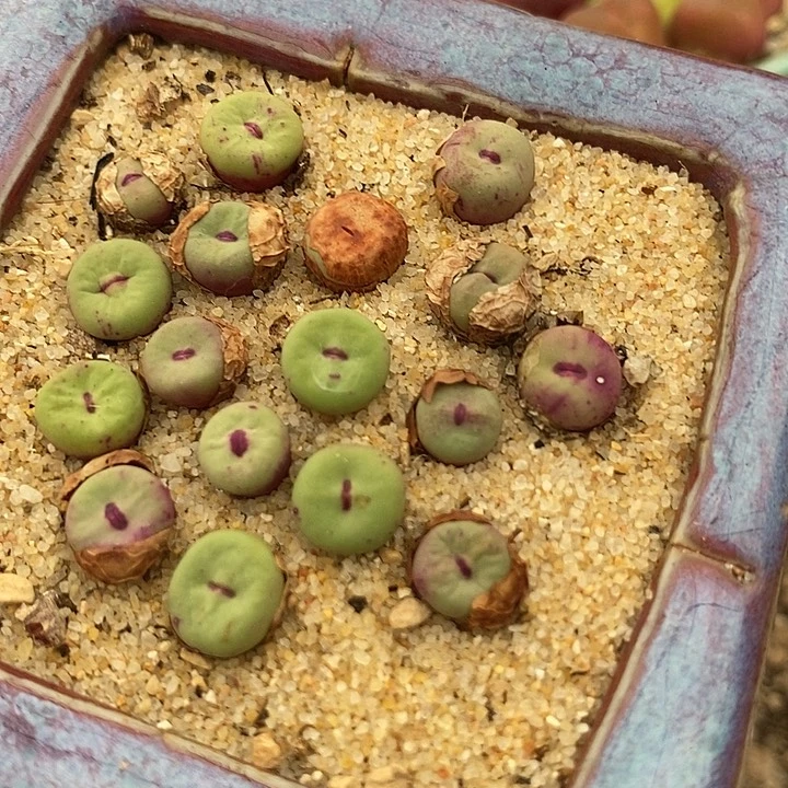 香肠嘴se一颗    买2送1