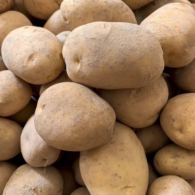 贵州沙地正宗黄皮黄心土豆洋芋马铃薯农家现挖新鲜蔬菜便宜批发价