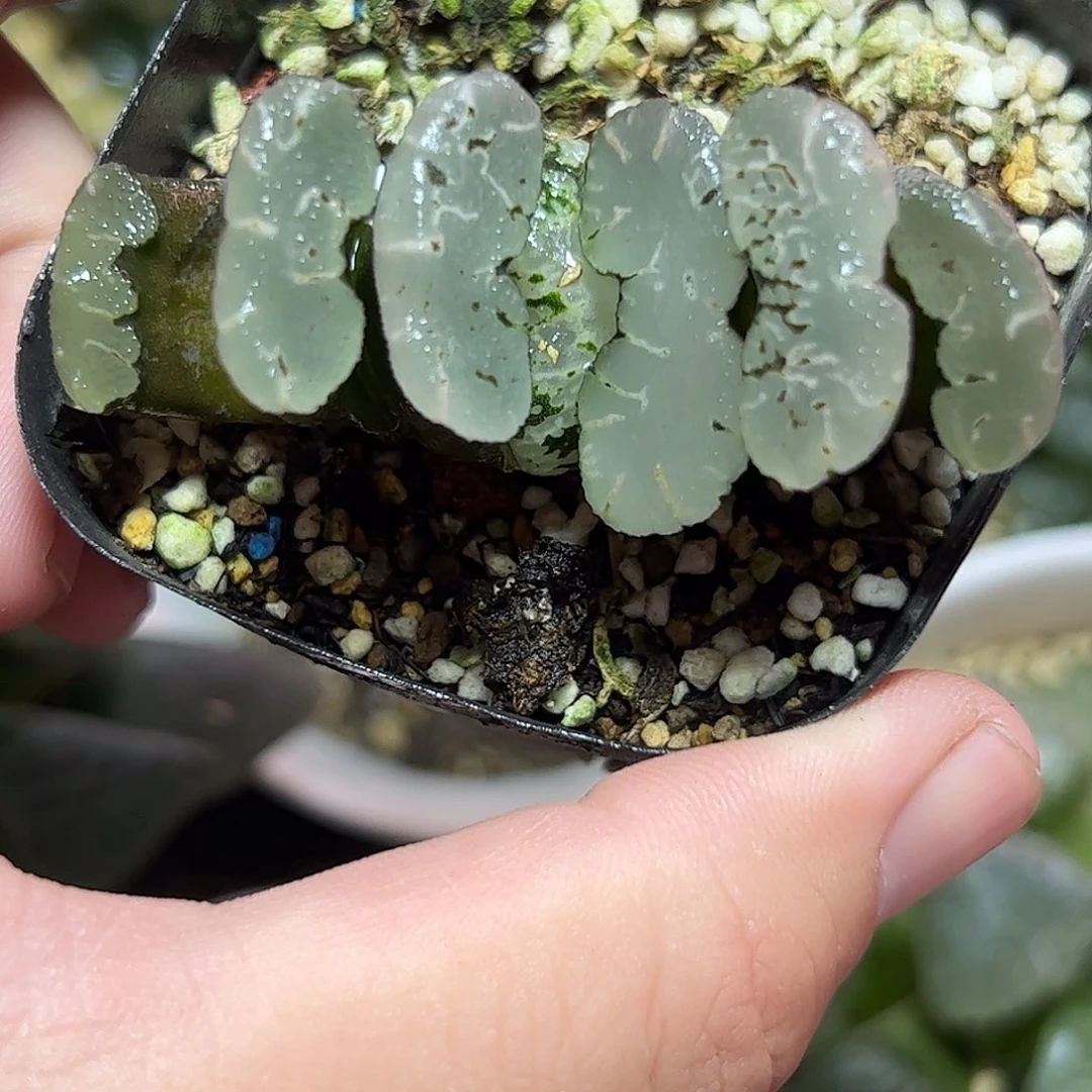 火***星碧空十二卷十二卷