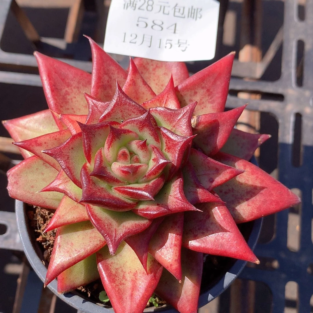 【闪购商品】云584号宝石