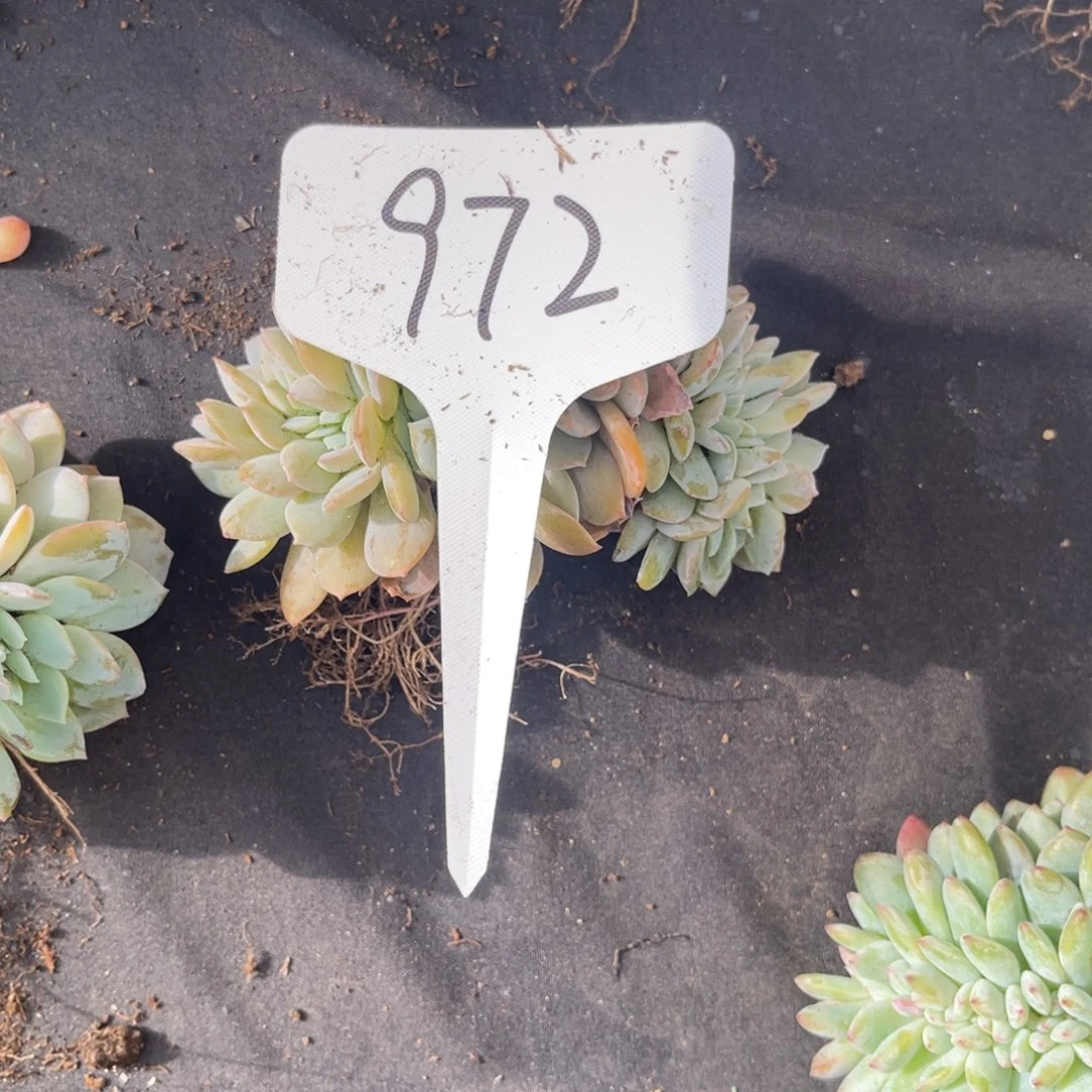 老阿姨花卉一物一拍972