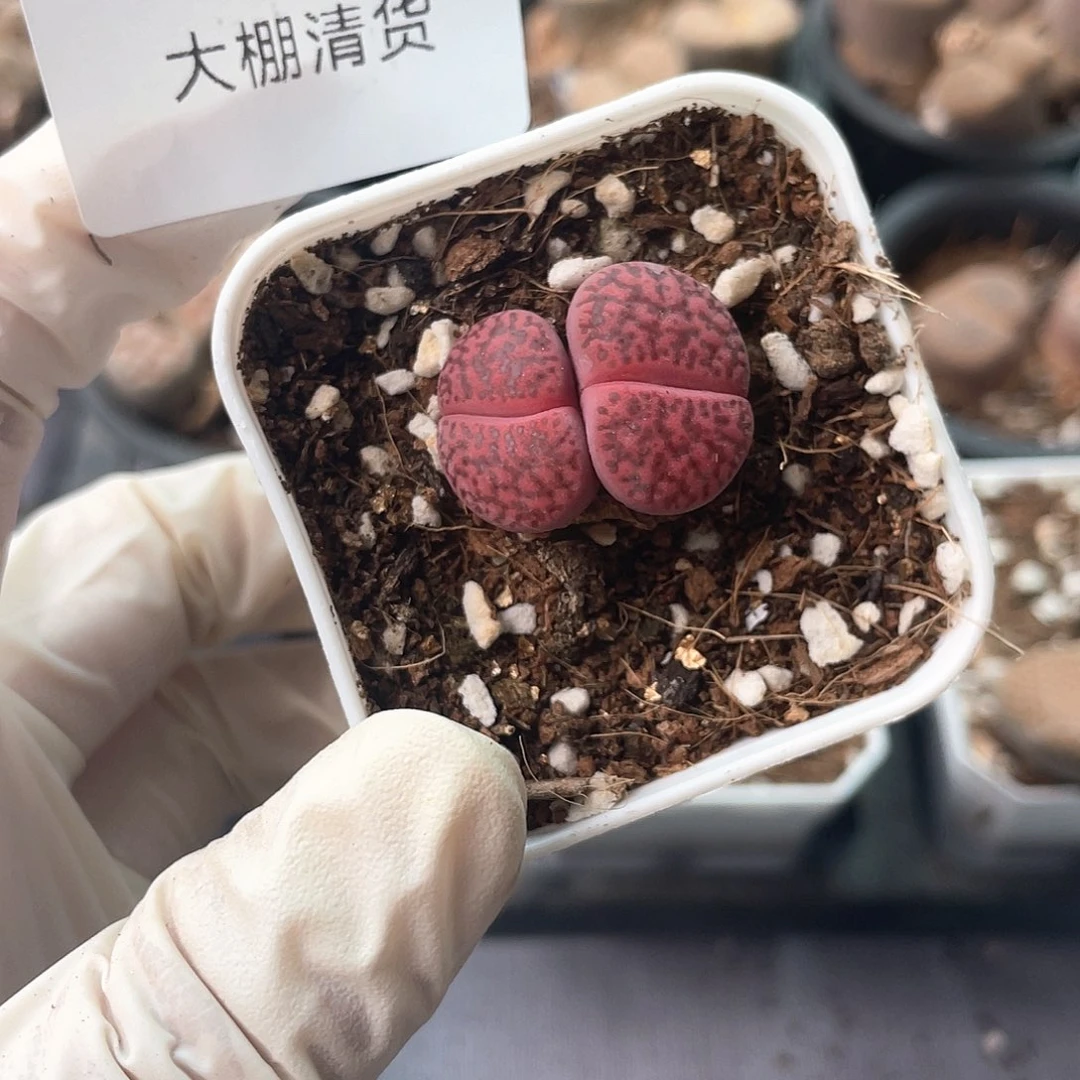 3640大棚清仓甩卖了