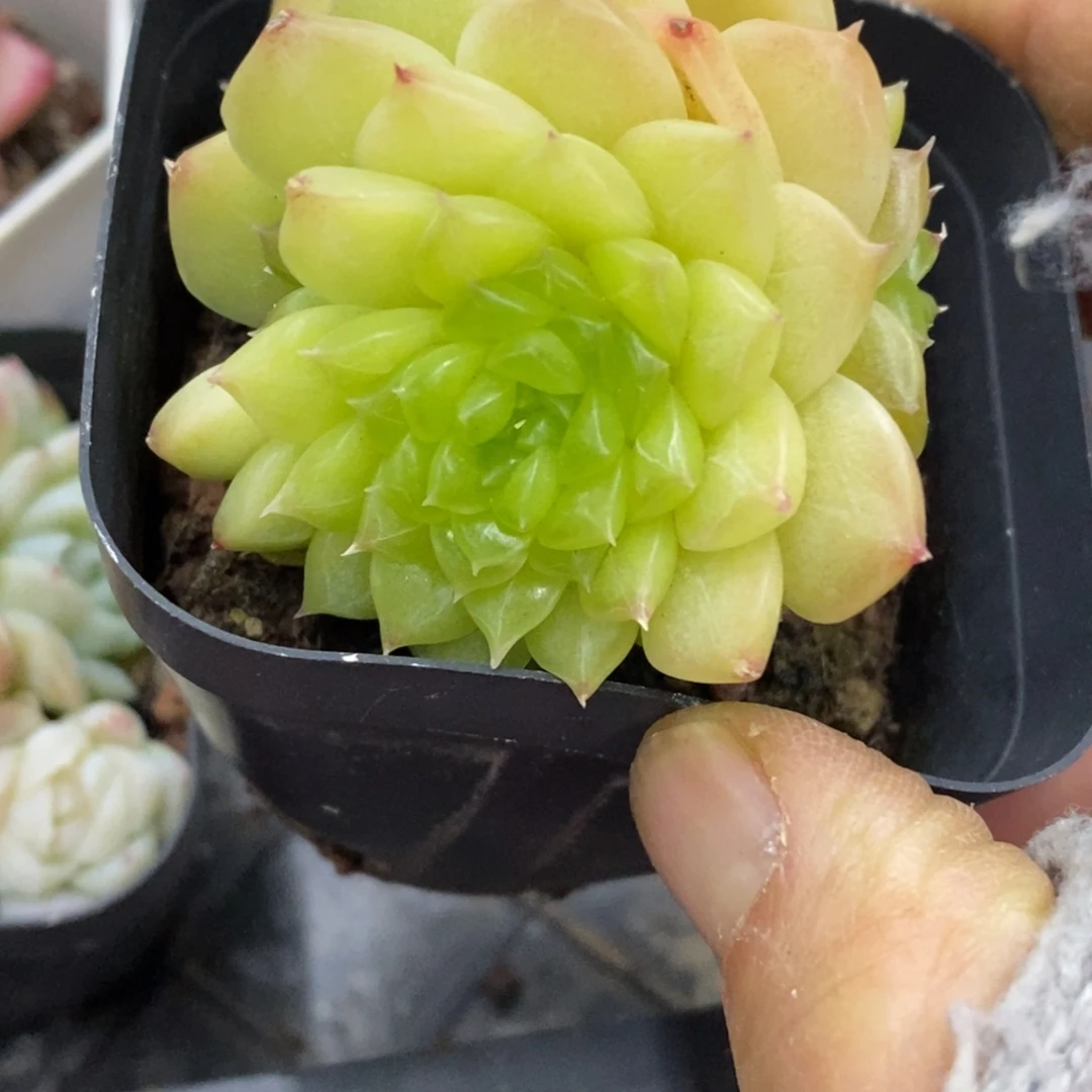 精品多肉一物一拍不包整121
