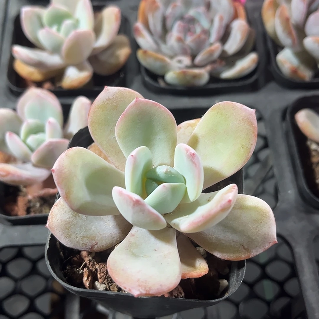 橙梦露精品多肉植物