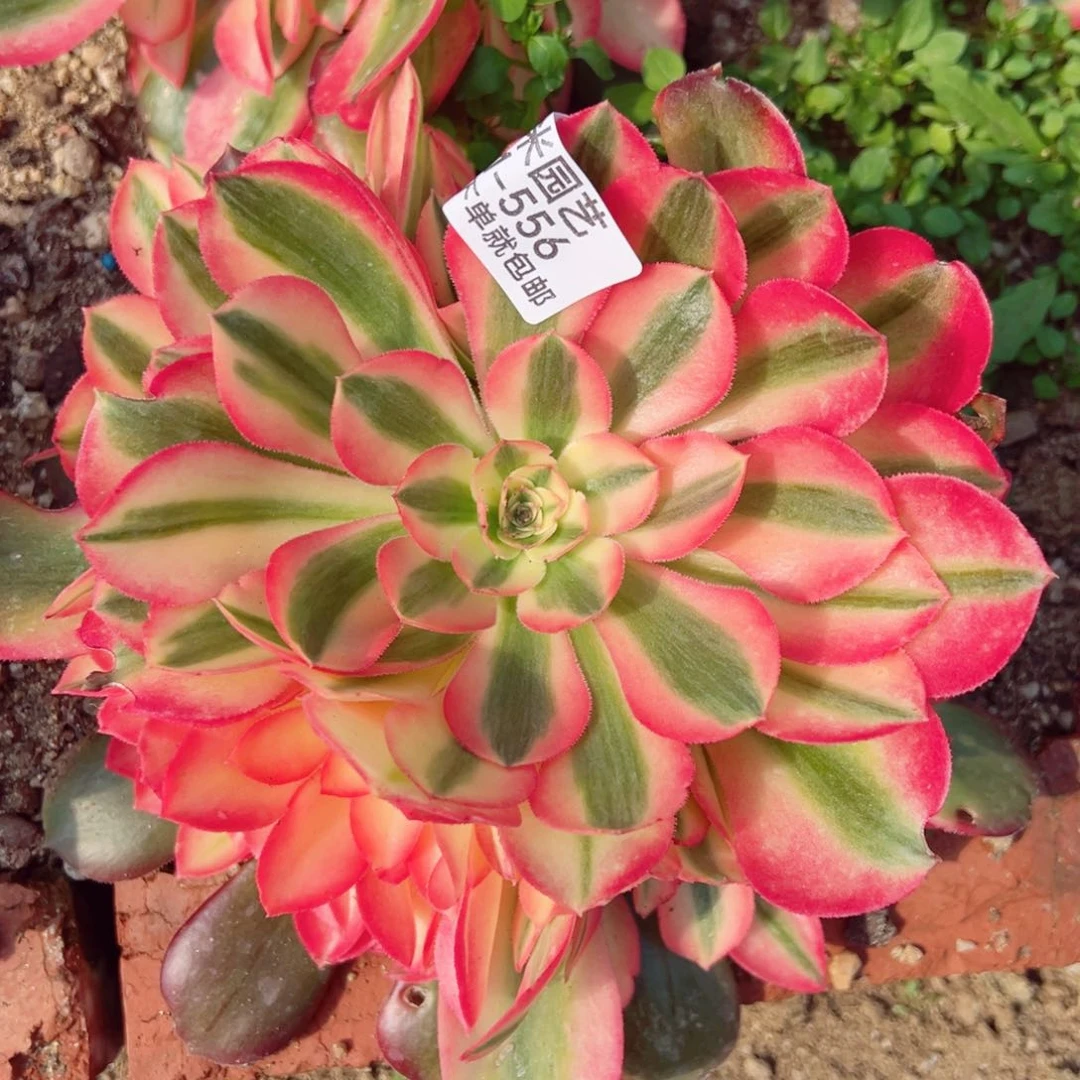 香妃多肉植物556