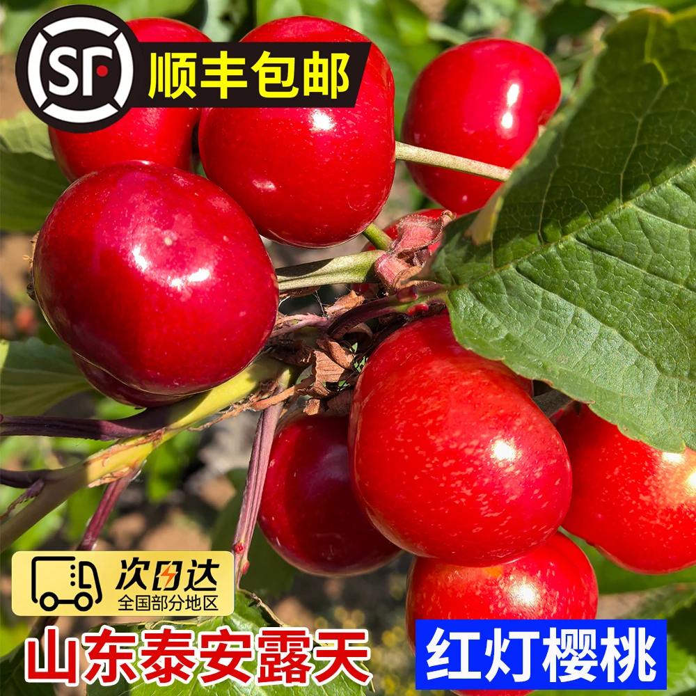 红灯大樱桃现货现摘山东泰山樱桃新鲜水果大果当季孕妇水果车厘子