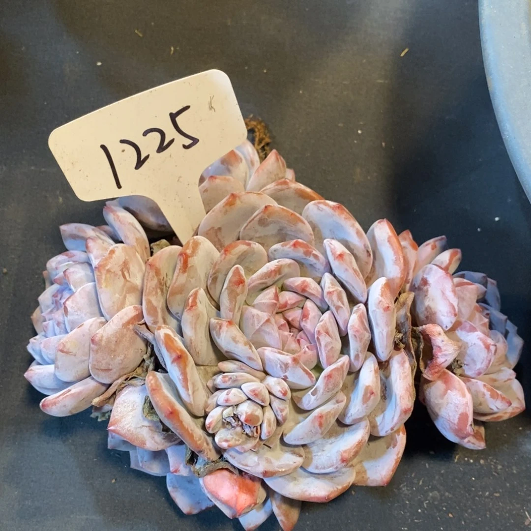 老阿姨花卉一物一拍1225