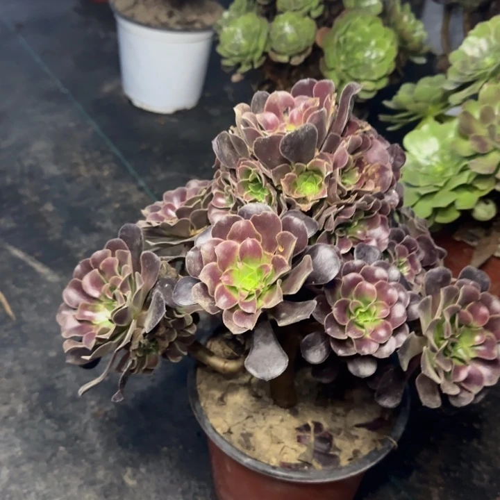 704两单包邮梅花。