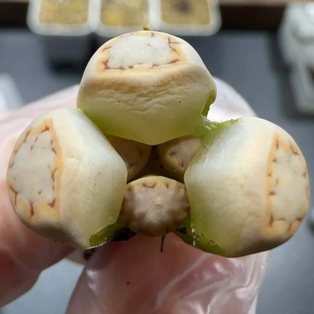 12.24T  217饼干小奔驰。5003