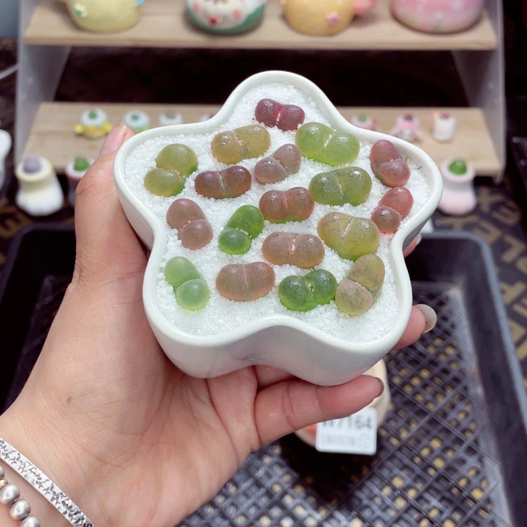 w7165 开播福利 带盆土发货一物一拍