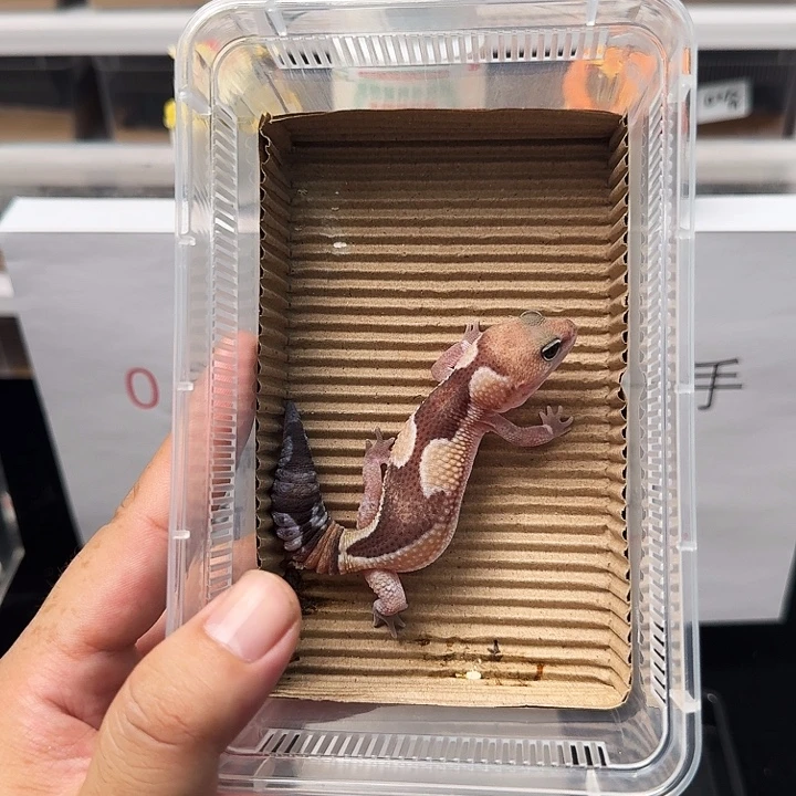 肥尾守宫祖鲁搞起来！开干！