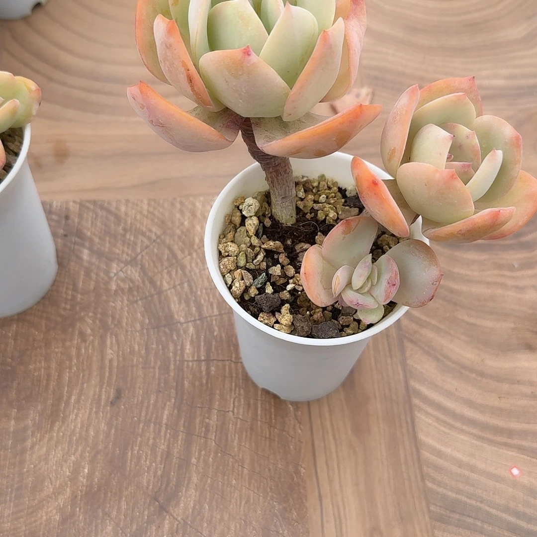星***h白凤多肉植物一颗