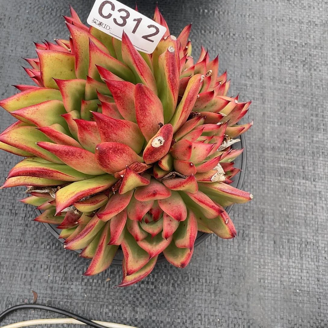 若如东云单拍C312