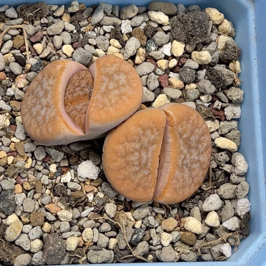 5074双头拿铁1母本